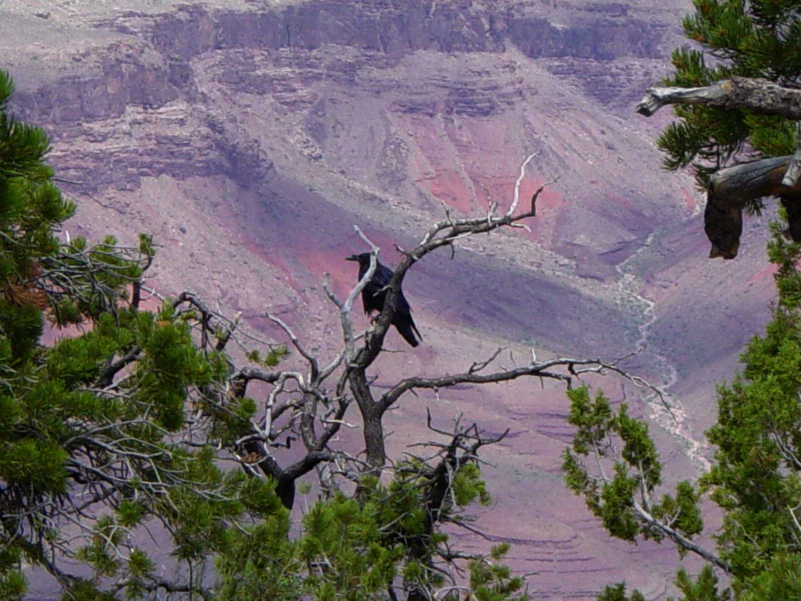 Large bird over the canyon