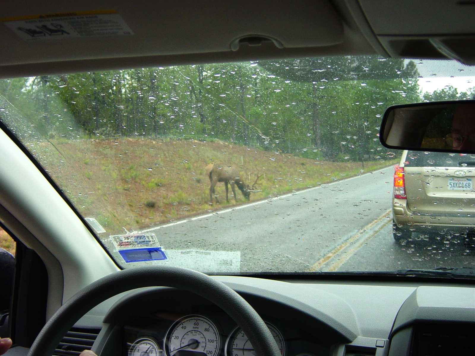 Elk by side of road