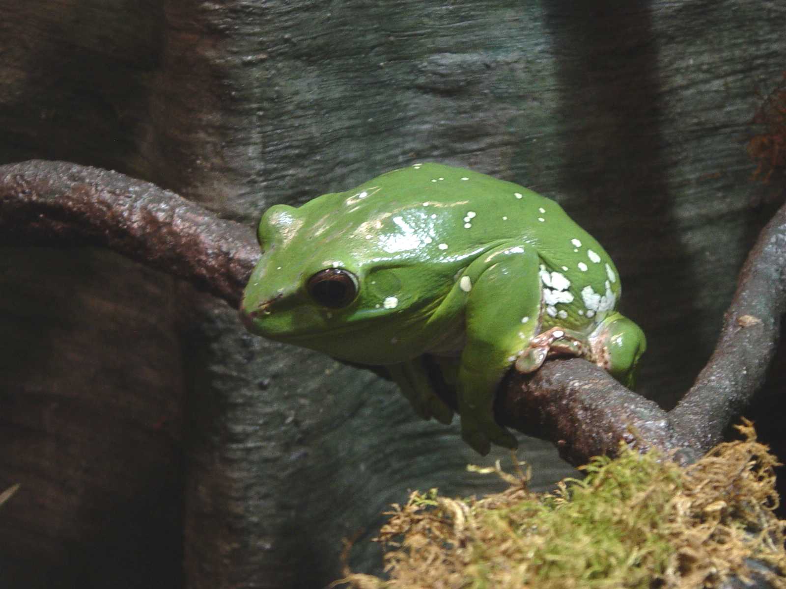 The frog exhibit